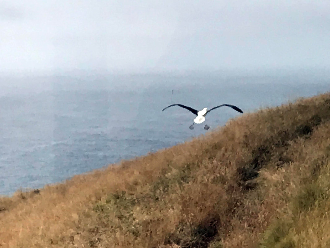 northern royal albatross, New Zealand