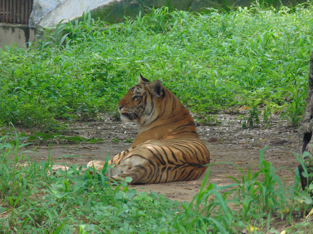 Tiger in new delhi zoo