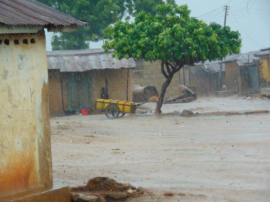 Rain Gwada Nigeria Tree VSO ICS