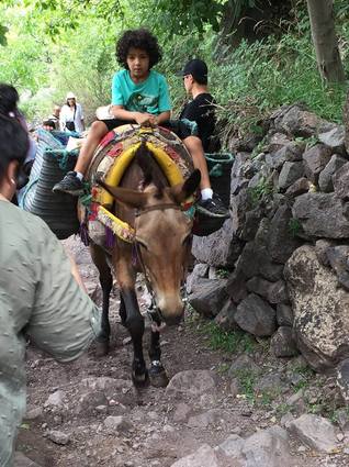 Donkey coming up mountain carrying boy