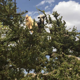 Goat in tree