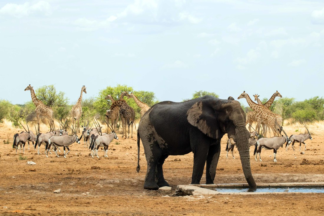 Elephant at watering hole