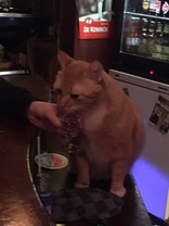 Cat Drinking Vodka