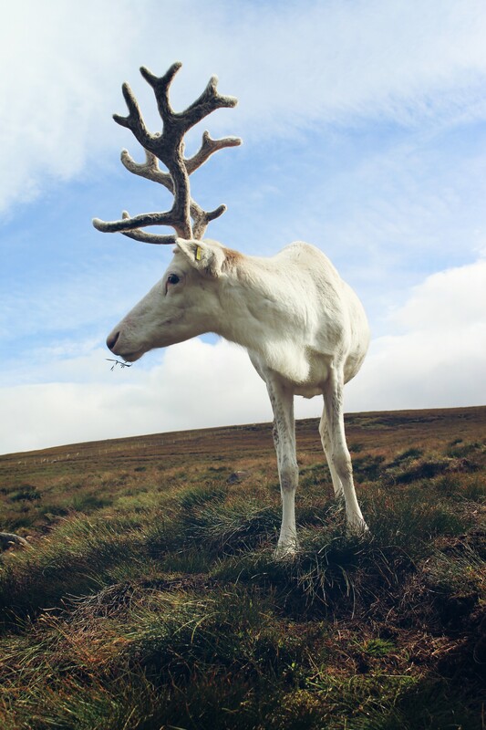 Cairngorm Reindeer, antlers, Scotland